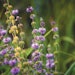 Pennyroyal
