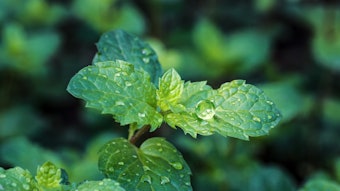 L-menthol is one of the main components of mint oil.