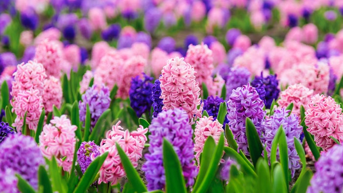 Adobe Stock 313793300