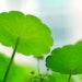 BASF's Oximony comprises an extract of Lysimachia christinae that is FairWild certified.