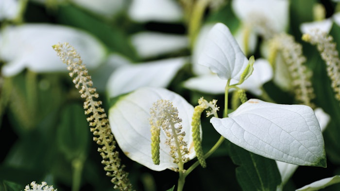 Jaka Biotech Saururus Chinensis