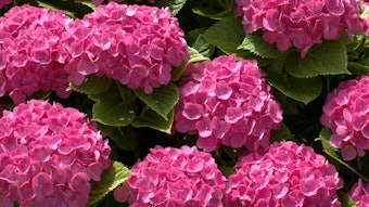 Adobe Stock 210964158