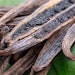 the certification enables full traceability for a selection of vanilla beans cultivated in Madagascar for use in the company’s European extraction facilities