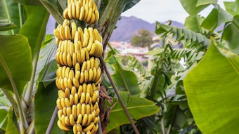 Isoamyl acetate is commonly associated with banana flavors.