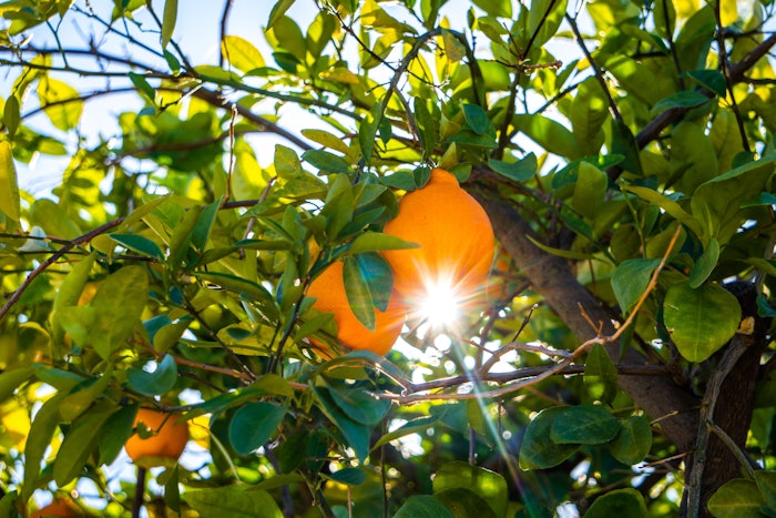 “The Florida chapter is already growing, with numerous new members, proving this new geographic location will continue to be a hub for the flavor and fragrance industry, and the WFFC,' president Erica Lermond said.