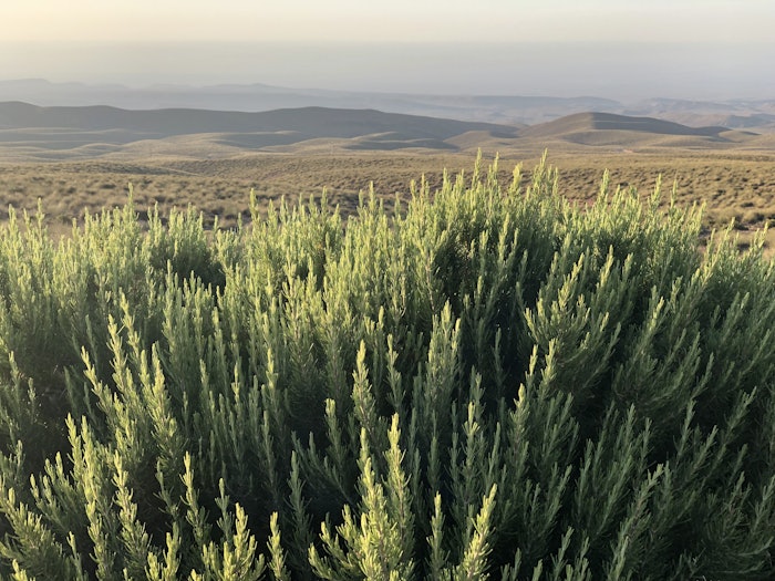 Givaudan Sept Roundup