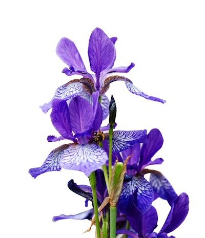The panel noted that alpha ionone chiral, natural can be used in floral applications, such as orris.