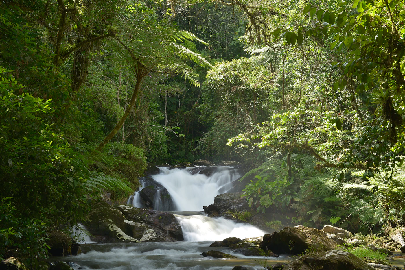 Iff Brazil IFF Announces Bioprospecting Partnership with Reservas Votorantim in ...