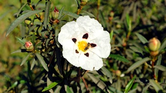 Labdanum Absolute SIGNature has a dry, lingering amber scent with woody and mineral nuances.