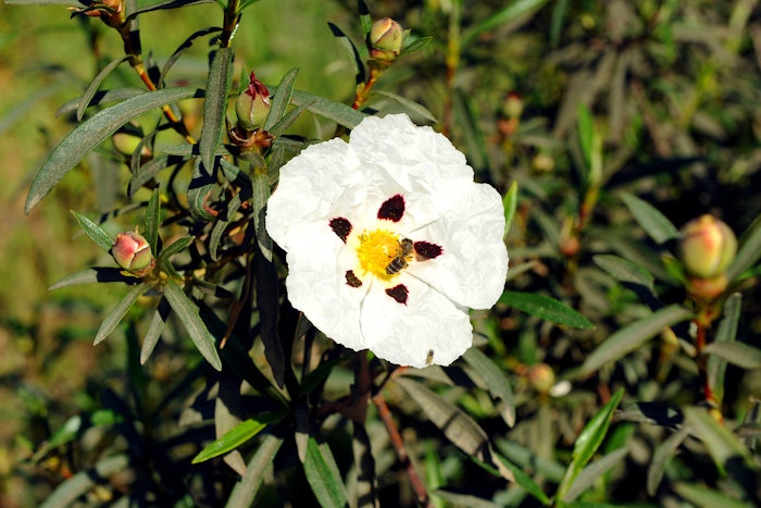 Labdanum Absolute SIGNature has a dry, lingering amber scent with woody and mineral nuances.