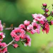 Lepto Adobe Stock 1251002343