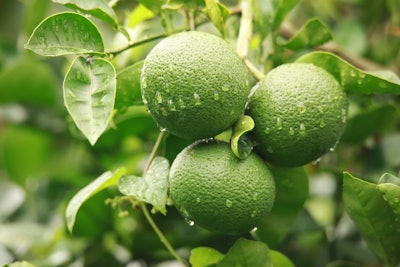 As of 2018, Ōita Prefecture produced approximately 99% of all kabosu in Japan.