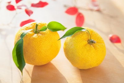 Yuzu fruits resemble yellow clementines with uneven skin, and their color ranges from yellow to green depending on ripeness.