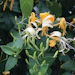 Honeysuckle 1 (3)