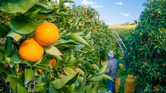 Citral normally occurs in nature as a mixture of two isomers, neral and geranial.