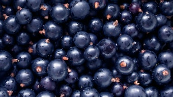 Black currant berries are commonly used as ingredients in jams, syrups, candies, desserts, drinks and liqueurs.