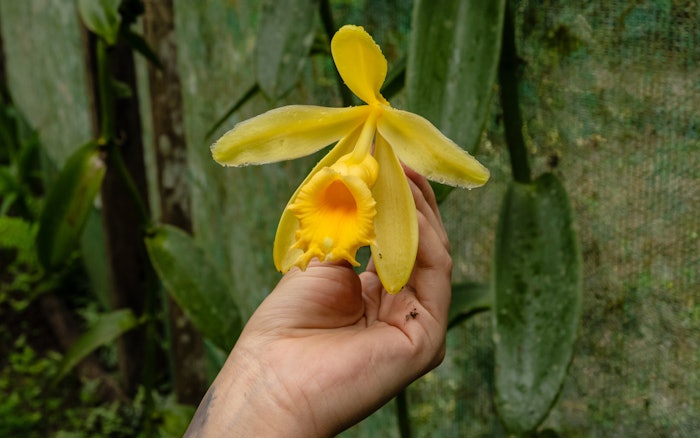 Recent scientific and agronomic research has renewed interest in V. pompona.