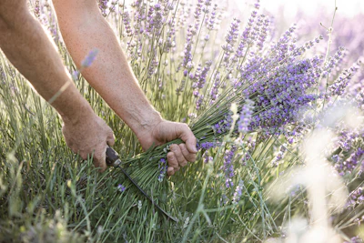 A lavender oil is not a static input; it’s a living expression of geography and process.