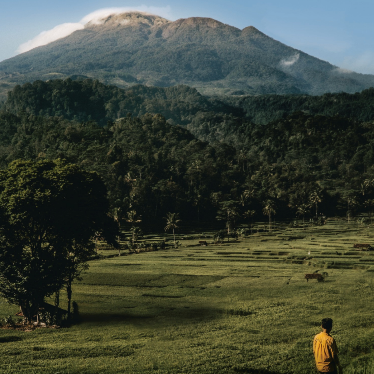 Sandalwood remains one of the sector&rsquo;s most prized&mdash;and pressured&mdash;raw materials.