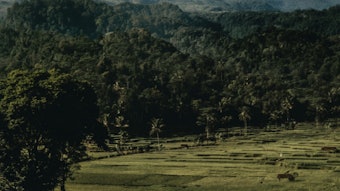 Sandalwood remains one of the sector’s most prized—and pressured—raw materials.