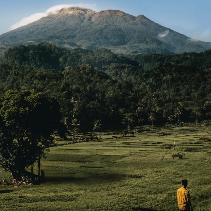 Sandalwood remains one of the sector&rsquo;s most prized&mdash;and pressured&mdash;raw materials.