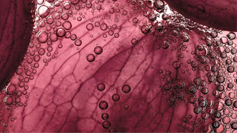 By combining capabilities in skin science, microbiome research and functional health ingredients, the division is designed to help customers create “inside-out” and holistic care solutions.