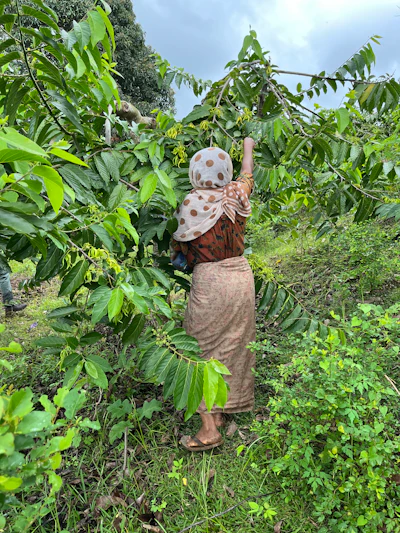 Through curated journeys into ingredient-producing regions, perfumers, evaluators and sourcing teams gain firsthand insight into cultivation, harvest and processing practices—knowledge that often remains abstract in conventional supply chains.