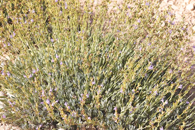 Unlike many Salvia varieties, Salvia lavandulifolia features a softer aromatic structure with lower thujone levels.