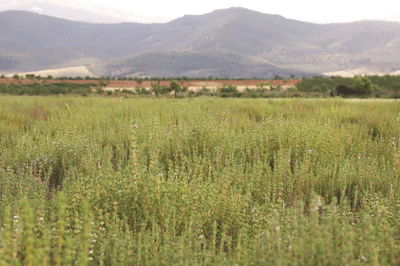 'Spain’s essential oils sector is entering a necessary phase of professionalization,' says Fernandez. 'One of the first visible drivers has been increased fiscal enforcement and documentation scrutiny. As transparency increases, real production costs become visible, and this is gradually reshaping the competitive landscape.'