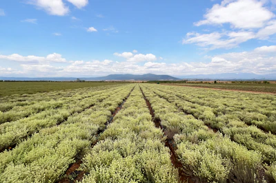 “The Zalabí Valley, located beneath the Sierra Nevada in Southern Spain, offers a distinctive Mediterranean terroir defined by contrast: high solar radiation, mineral soils, cold winters and significant day-to-night temperature variation,” says Ramon Fernandez, managing director of Zalabí.