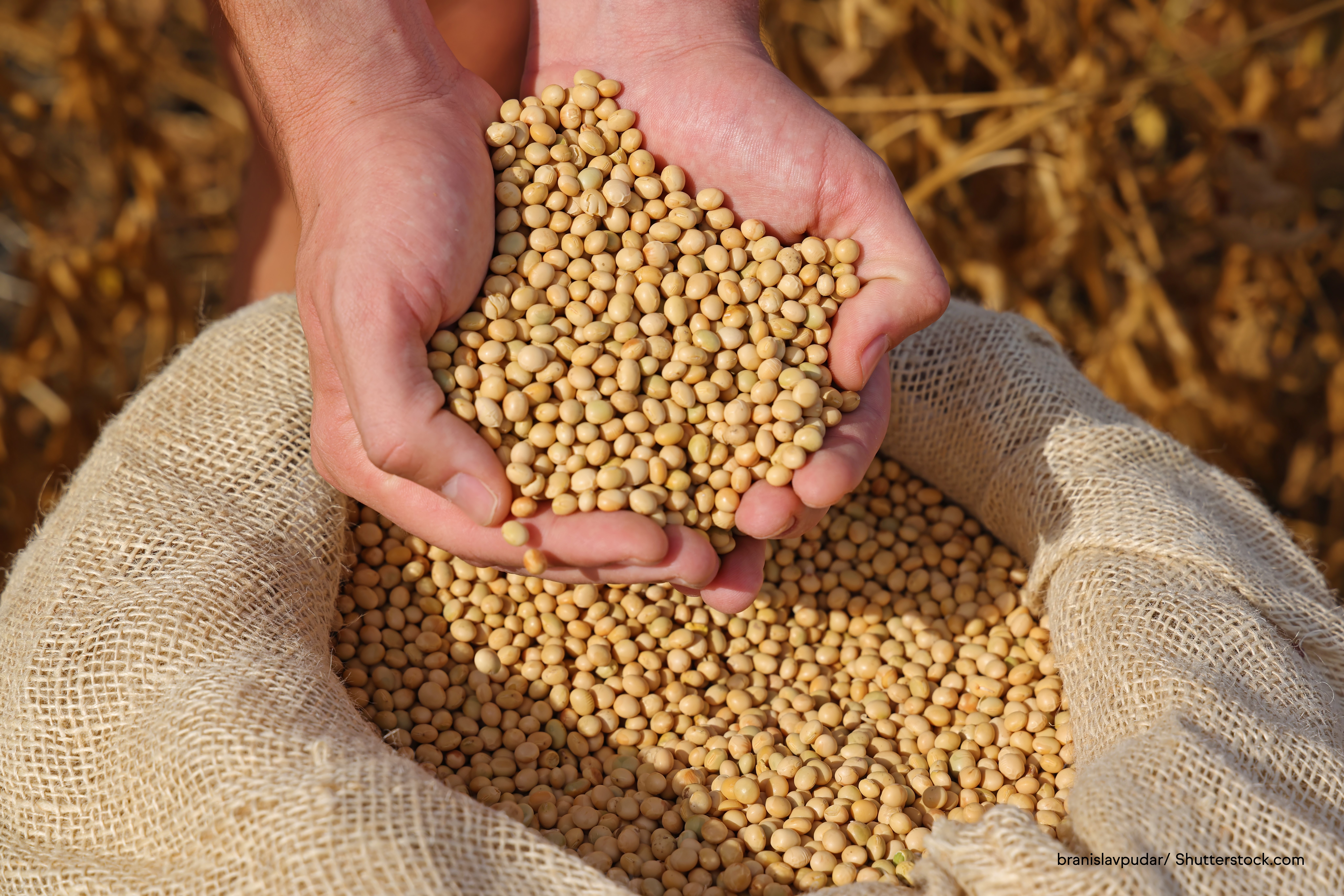 With Australia and New Zealand joining established markets such as the United States, Canada and Japan in recognizing soy protein&rsquo;s cardiovascular benefits, the ruling sharpens the competitive edge for plant-based proteins.