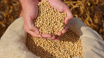 With Australia and New Zealand joining established markets such as the United States, Canada and Japan in recognizing soy protein’s cardiovascular benefits, the ruling sharpens the competitive edge for plant-based proteins.