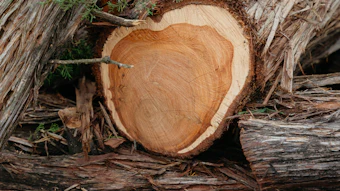 Mane Cedarwood Texas Us Florian Bonin A7209027 1