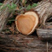 Mane Cedarwood Texas Us Florian Bonin A7209027 1