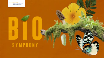 Sens 0078 Cover1 Orange Butterfly 800x450 (lead Image)