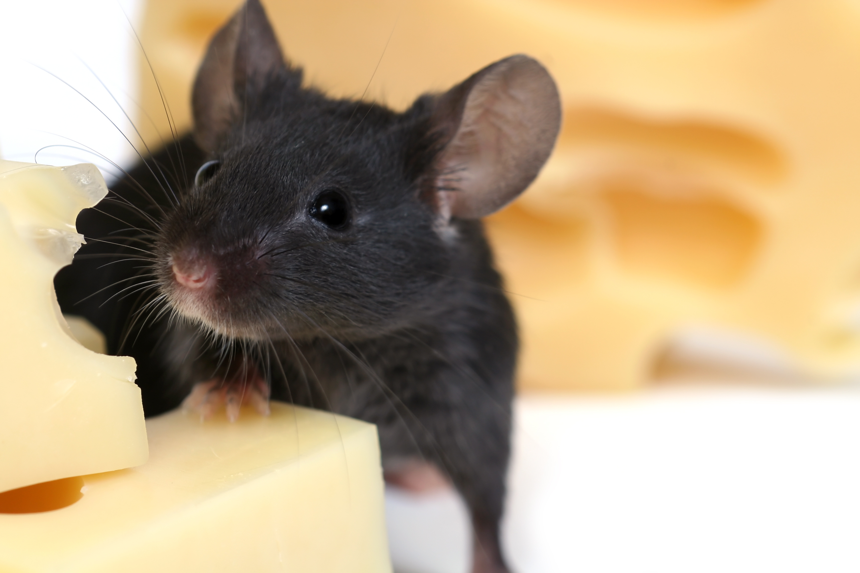 Using an advanced all-optical imaging and optogenetics platform in awake mice, researchers found that the olfactory bulb rapidly filters incoming odor information within the first 30&ndash;40 milliseconds of a sniff, preserving odor identity while suppressing later, more concentration-dependent signals.