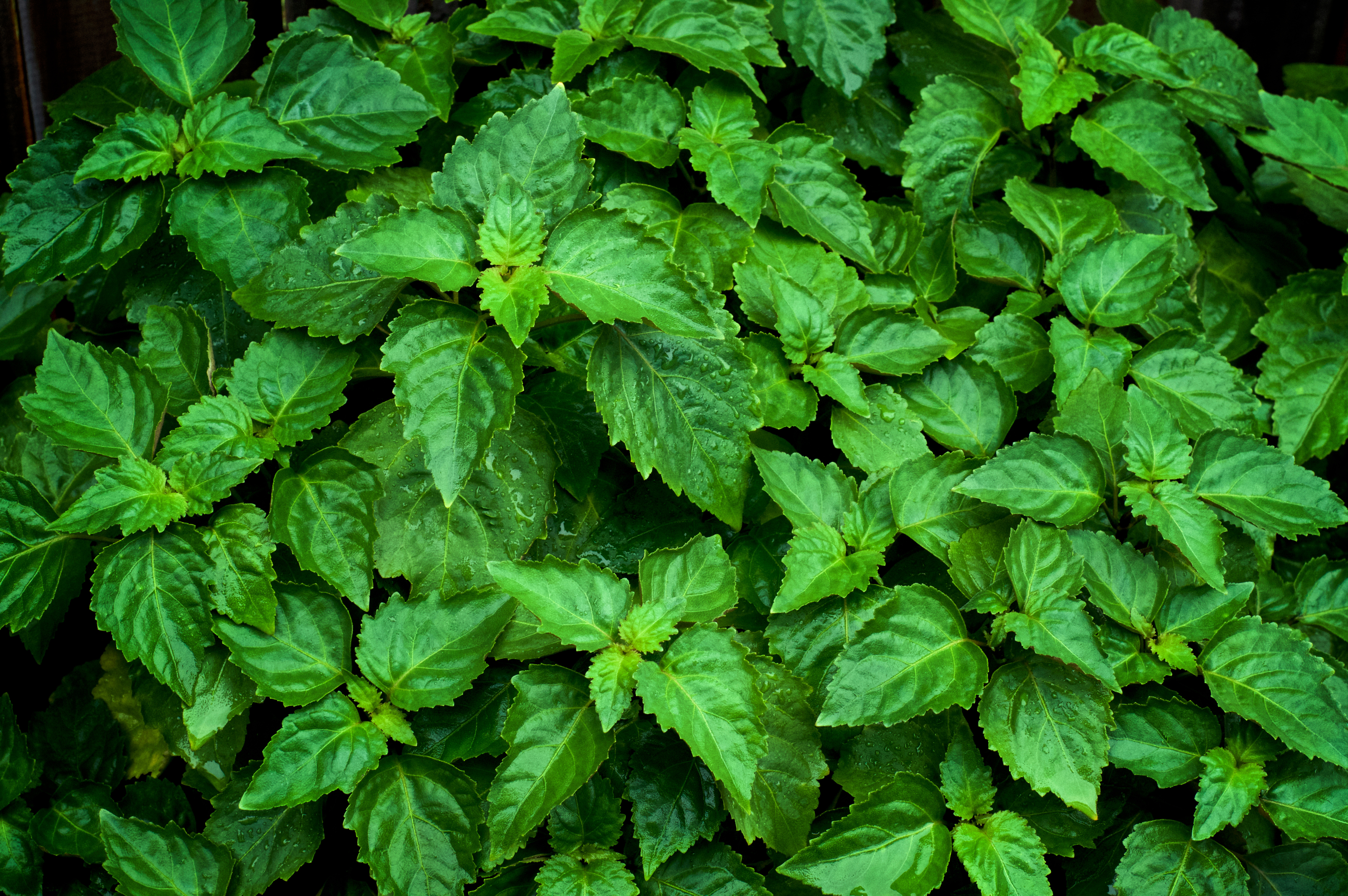 Researchers developed a topical cream based on Pogostemon cablin (patchouli) essential oil and evaluated it against Aedes aegypti, the mosquito responsible for dengue, Zika and yellow fever transmission.