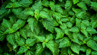Researchers developed a topical cream based on Pogostemon cablin (patchouli) essential oil and evaluated it against Aedes aegypti, the mosquito responsible for dengue, Zika and yellow fever transmission.