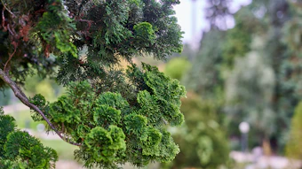 Derived from the wood of Japanese cypress (Chamaecyparis obtusa), Seikodo Ishida Co., Ltd.’s hinoki oil is a distinctive natural ingredient that combines a fresh coniferous character with warm woody depth and strong sustainability credentials.