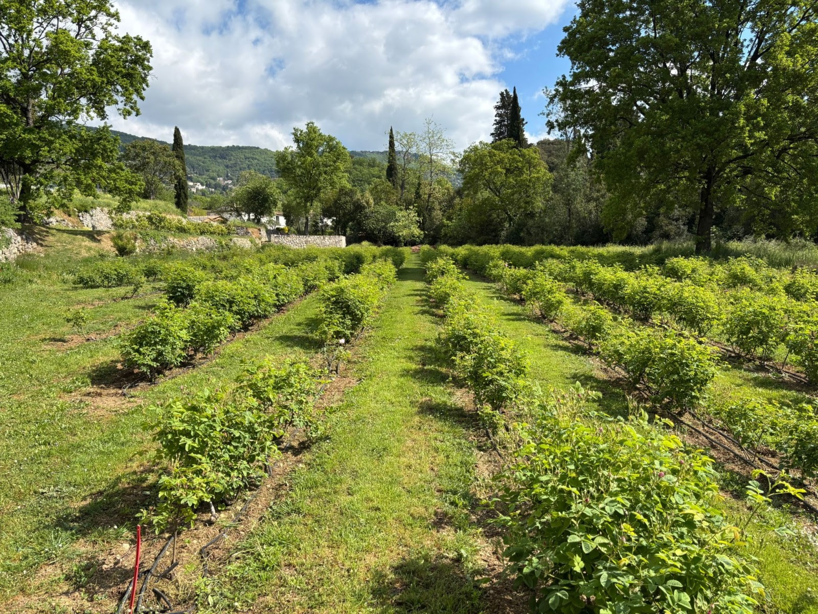 'La Rose St Jean&rdquo; Domain.