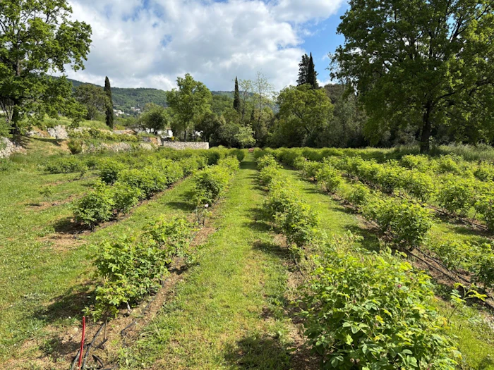 'La Rose St Jean” Domain.