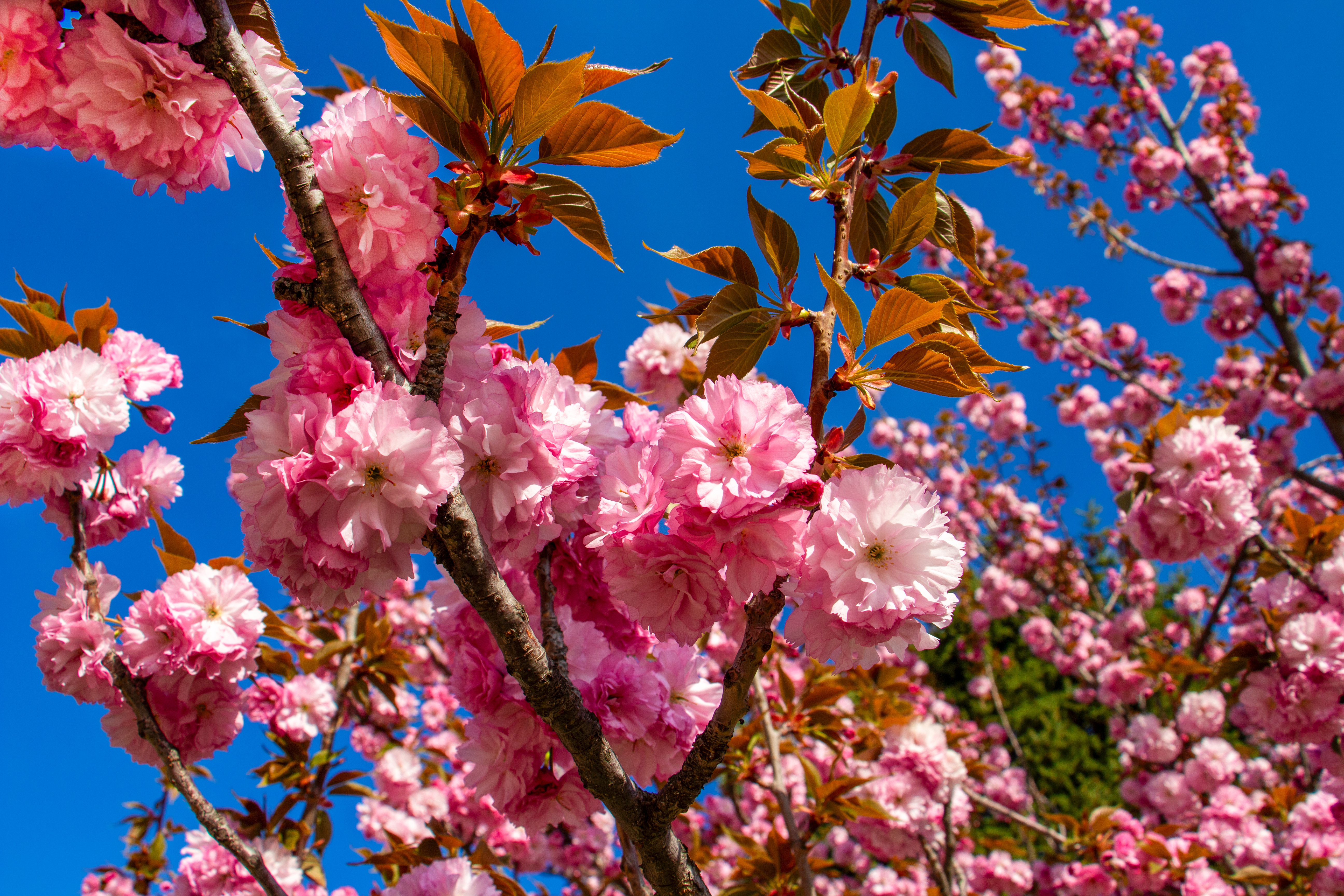 FEMA# 5044 sakura flower extract (Prunus serrulata flower extract; Cerasus serrulata flower extract) is among the materials included in FEMA's Interim GRAS 32 list.