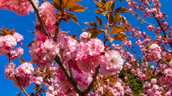 FEMA# 5044 sakura flower extract (Prunus serrulata flower extract; Cerasus serrulata flower extract) is among the materials included in FEMA's Interim GRAS 32 list.
