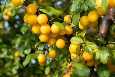 Destilla's mirabelle distillate delivers the authentic character of sun-ripened mirabelle plums with a rich, juicy, fruit-typical profile and a subtle waxy nuance that enhances natural realism.