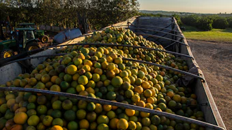 A May 2026 forecast from De Monchy predicts a further 12.9% reduction in the Brazilian orange crop, marking the sixth consecutive small harvest heavily impacted by greening.