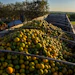 A May 2026 forecast from De Monchy predicts a further 12.9% reduction in the Brazilian orange crop, marking the sixth consecutive small harvest heavily impacted by greening.