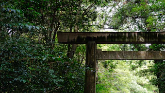 'Japan offers an extraordinary cultural vocabulary that remains largely untapped globally,' says Joseph Lattarulo, senior vice president and general manager at Takasago. 'Sacred woods from legendary forests. Tea rituals from Japan to China. Traditional gastronomy. Seasonality. Architecture. Craftsmanship. Thousands of emotional stories waiting to become fragrances.'