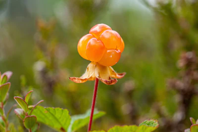 Cloudberries are an interesting and unusual fruit. alpha-Terpineol has a subtle effect at around 50 ppm.