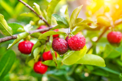 One hundred ppm of alpha-terpineol enhances acerola flavors and noticeably boosts realism.