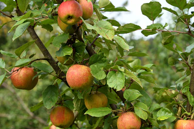Sourced from Malus domestica apples grown in Poland and China, Apple Firad features a vibrant green, fruity and gourmand profile with a refreshing watery character.
